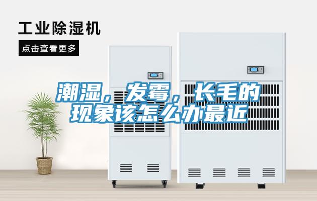 潮湿，发霉，长毛的现象该怎么办最近