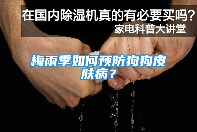 梅雨季如何预防狗狗皮肤病？