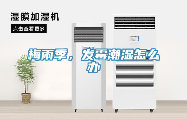 梅雨季，发霉潮湿怎么办