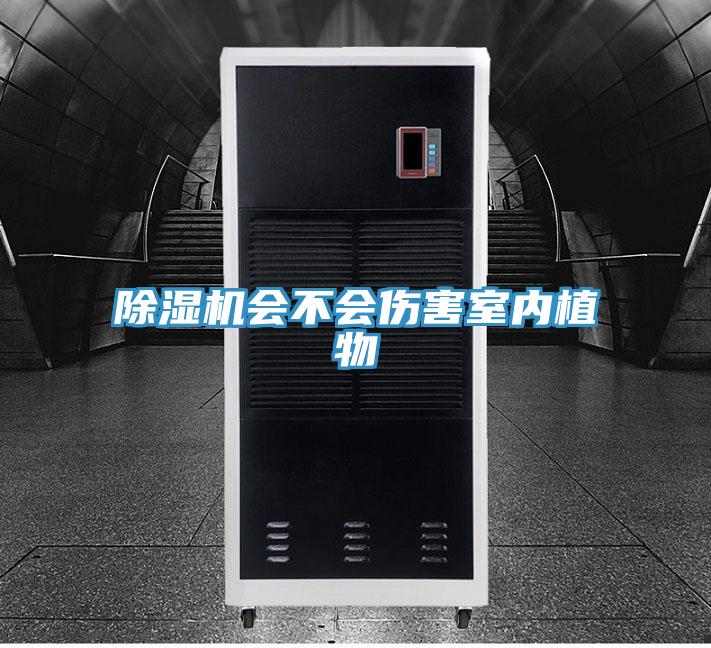 好色先生免费APP会不会伤害室内植物