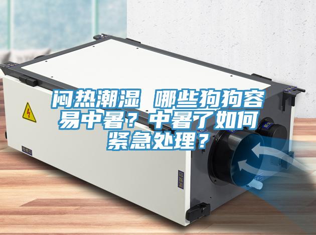 闷热潮湿 哪些狗狗容易中暑？中暑了如何紧急处理？